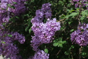 Électricien Les Lilas